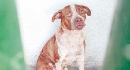 Podrían sacrificar a los pitbull que mataron a hombre en Piedras Negras