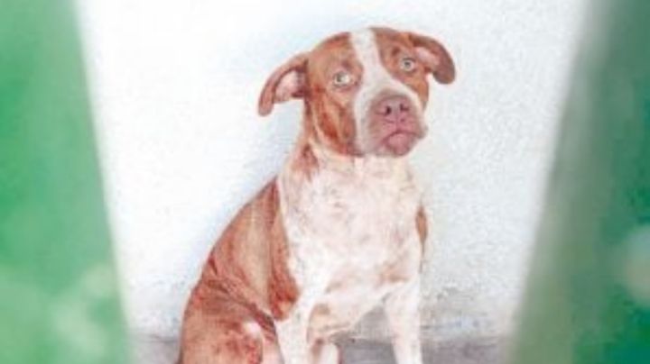 Podrían sacrificar a los pitbull que mataron a hombre en Piedras Negras