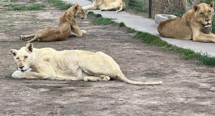 Encuentran fosas con presuntos restos de leones y tigres en predio del Ajusco