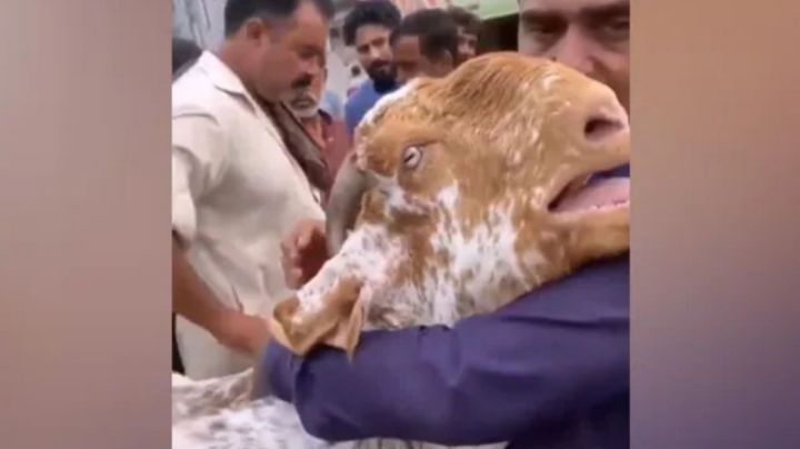 VIDEO: Cabra "llora" tras ser vendida por su dueño