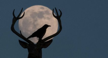 ¿Por qué se le llama Luna de Ciervo? Aquí te decimos el porqué y cuando la podrás ver