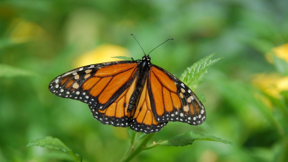 El cambio climático ha causado estragos en esta especie