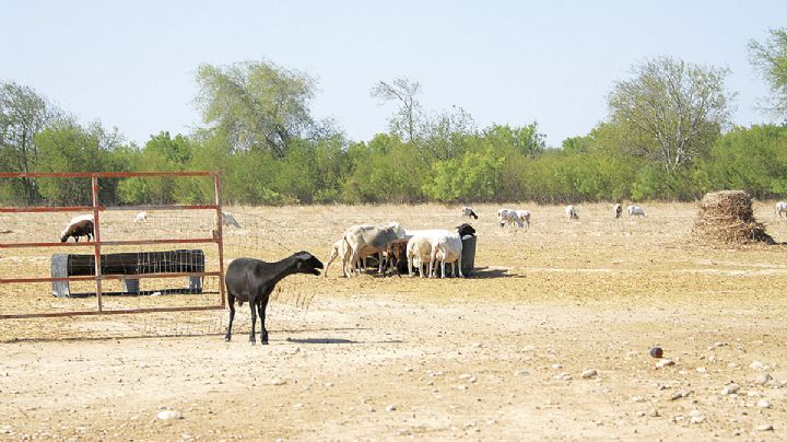 Ejido Nuevo Rodríguez: cada día escasea más el agua