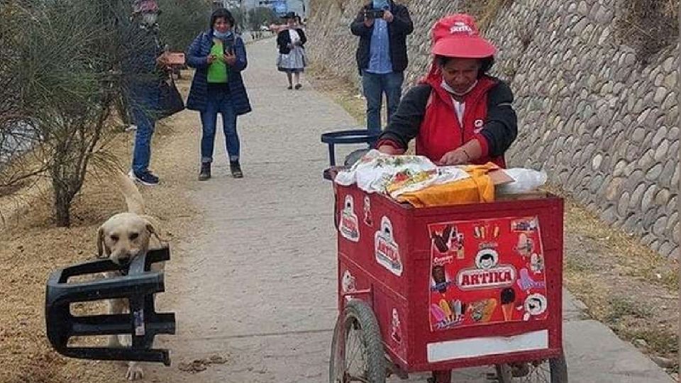 ¿¡Cómo no quererlos tantos!? El animal, feliz de ayudar, va con un pequeño asiento de plástico en su hocico, acompañando a su dueña