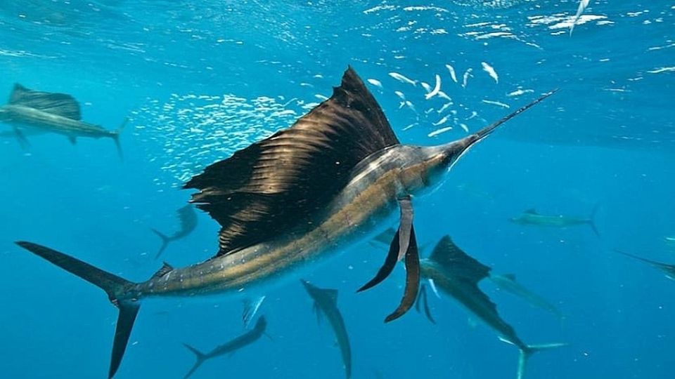 El pez vela puede llegar a alcanzar hasta 119 km/h y medir hasta 3 metros, sobrepasando los 100 kilos en total