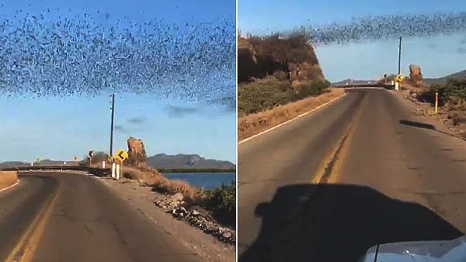 Cubrieron de negro una carretera en México, en la playa de Maviri