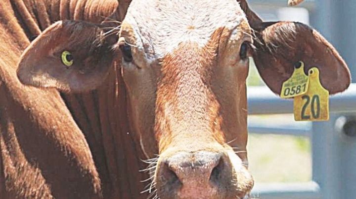 Impulsan el consumo de la carne local