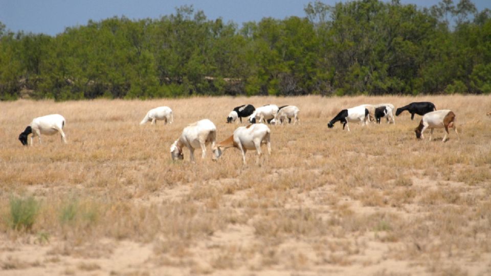 El ganado vacuno ya resiente la falta de agua y alimento en el Distrito 04 de riego Don Martín Coahuila y Nuevo León.