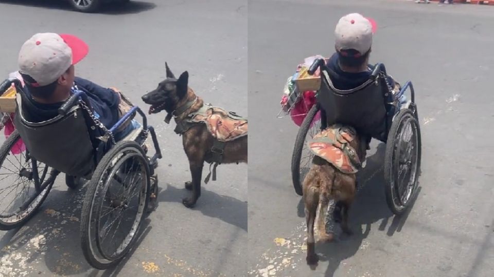 El noble animal ayuda a su dueño, impedido en la silla de ruedas, empujándolo por las calles de Ecatepec