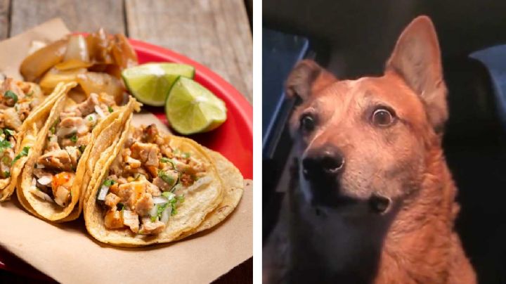 VIDEO: Cachan a comerciante desollando un perro para venderlo en taquitos