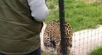 Encuentran más de 190 felinos que eran maltratados en santuario de Tlalpan