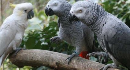 Separan a 5 loros por groseros: lanzaban vulgaridades a la gente y lo festejaban entre ellos