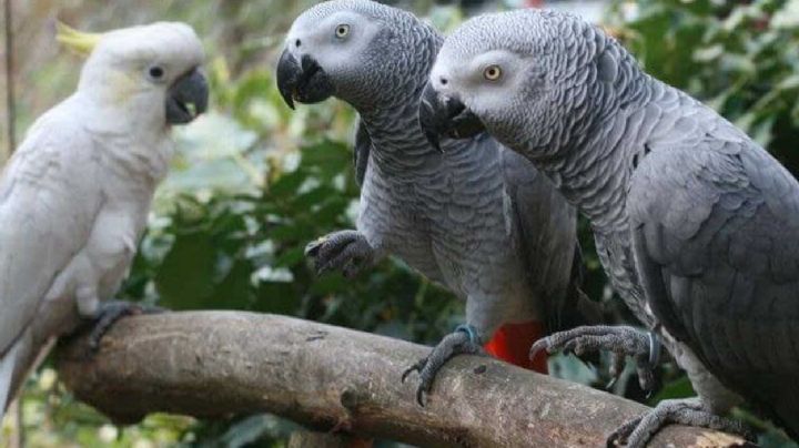 Separan a 5 loros por groseros: lanzaban vulgaridades a la gente y lo festejaban entre ellos