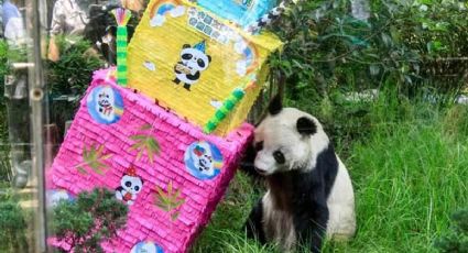 Muere Shuan Shuan, la panda gigante más longeva del Zoológico de Chapultepec