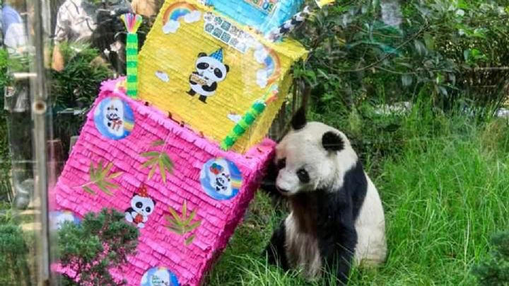 Muere Shuan Shuan, la panda gigante más longeva del Zoológico de Chapultepec