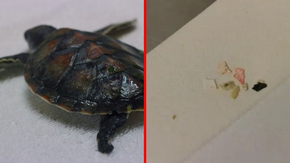 La pequeña tortugüita pasó días evacuando trozos grandes de plástico, sufriendo al borde de la muerte