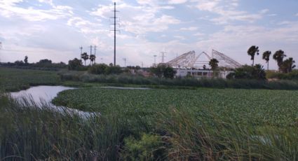 "Jardín flotante" cubre por completo El Laguito; ¿por qué preocupa la aparición de los lirios acuáticos?