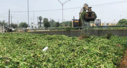 FOTOS: Retiran tapón de lirio en Arroyo El Coyote para evitar inundación