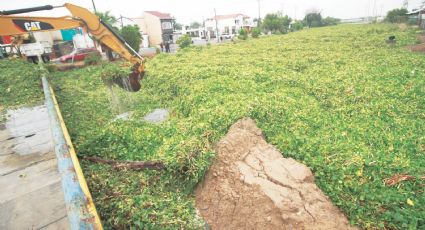 Crea lirio acuático ‘tapón’ en El Coyote