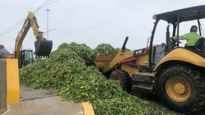 El Laguito se llenó de lirio acuático; ¿podríamos reutilizar este recurso para beneficio personal?