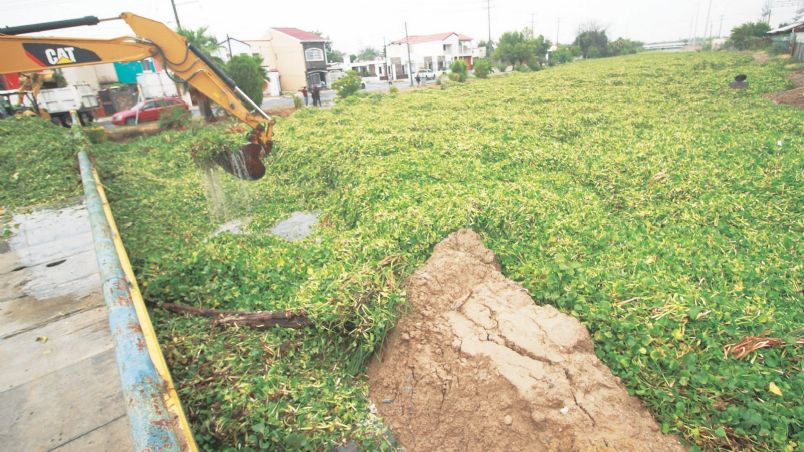 Con maquinaria fue retirado el lirio de 'El Coyote' luego de formarse un tapón que impedía la libre circulación del agua