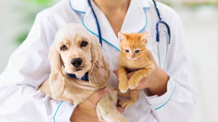 Día del Veterinario: ¿Por qué se celebra cada 17 de agosto en México?