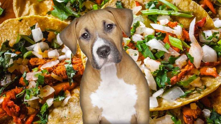 Tacos de perro: ¿Cómo saber si me los han servido? FOTOS