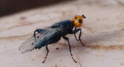 Mosca carnívora reaparece en Francia; se creía extinta hace un siglo