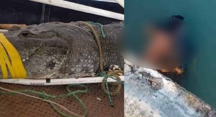 Buscan brazo arrancado a hombre por cocodrilo en la Laguna del Carpintero