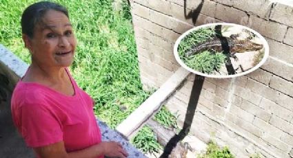 Mujer tiene a un cocodrilo como mascota en su patio desde hace 10 años