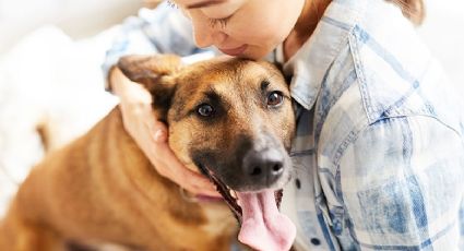 Perritos rescatados serán entrenados para cuidar a mujeres víctimas de violencia