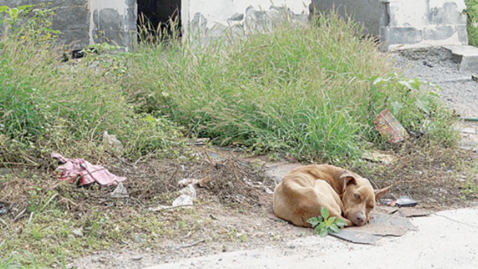 Acurrucado y enflaquecido, un perro permanece en
el exterior de una casa deshabitada; fue abandonado por sus dueños en una colonia popular