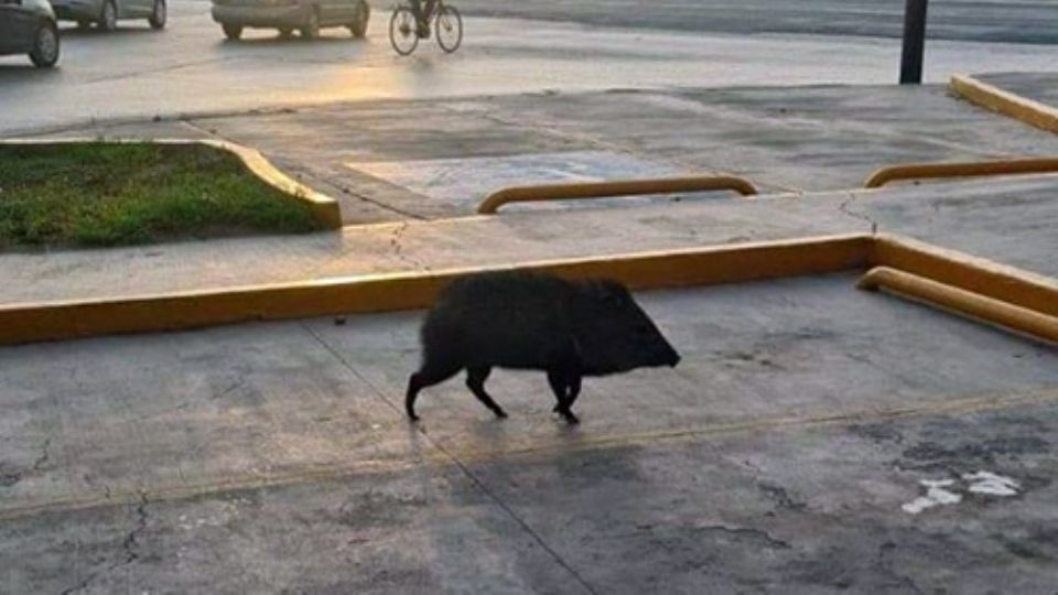 El avistamiento y la presencia de estos animales denota la escasez de comida y agua en la región, orillando a los animales a buscar sustento en la ciudad