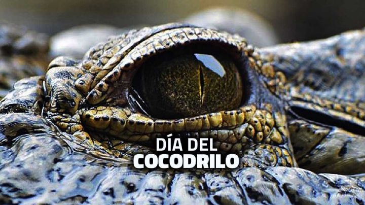 Hoy es el Día Nacional del Cocodrilo; felicitan a todos los "Juanchos" de Tamaulipas