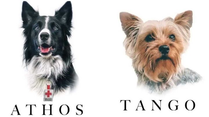 Condenan a 10 años de prisión a hombre que envenenó a Athos y Tango