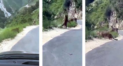 VIDEO | Mata jaguar a un burro en carretera de Nuevo León