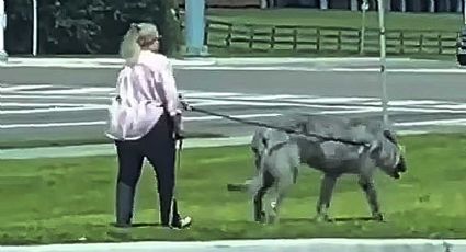 VIDEO | Mujer pasea a gigantesco animal y atemoriza a la gente; no saben si es perro o lobo