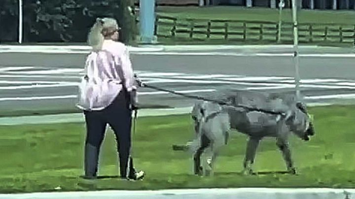 VIDEO | Mujer pasea a gigantesco animal y atemoriza a la gente; no saben si es perro o lobo