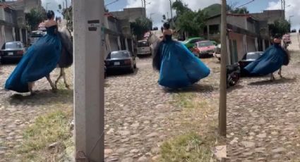 ¡Y se marchó! Caballo escapa con quinceañera de su fiesta | VIDEO