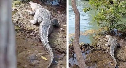 VIDEO: COCODRILO al ACECHO de niños que nadaban: estaban en PELIGRO DE MUERTE sin saberlo