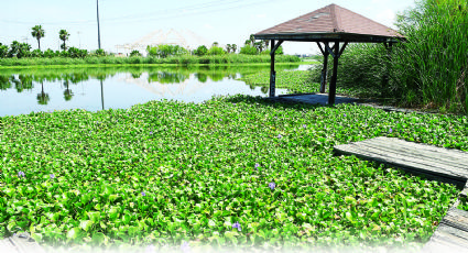 Surge en El Laguito un ‘jardín flotante’