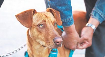 Esterilizarán 200 mascotas