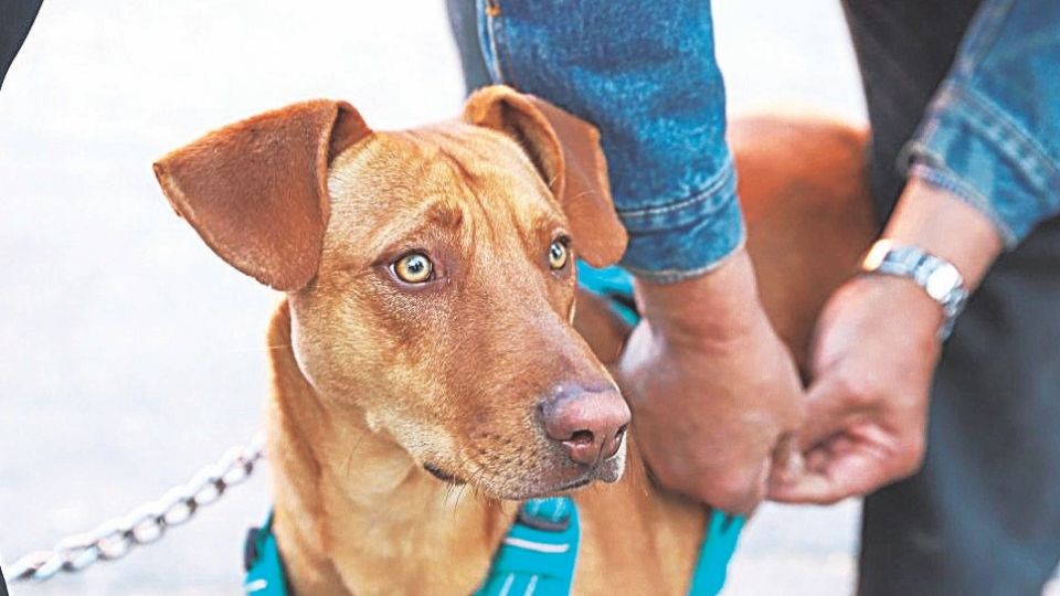 Uno de los objetivos de estas campañas es reducir la sobrepoblación animal.