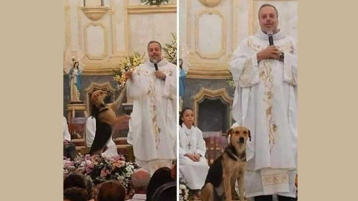 Sacerdote rescata perros de la calle y los ofrece en adopción durante sus misas