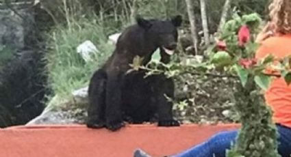 Un oso se pasea en colonia residencial de Monterrey