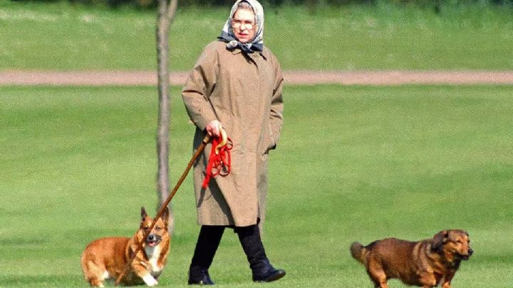 ¿Qué pasará con los perros de la reina Isabel II?