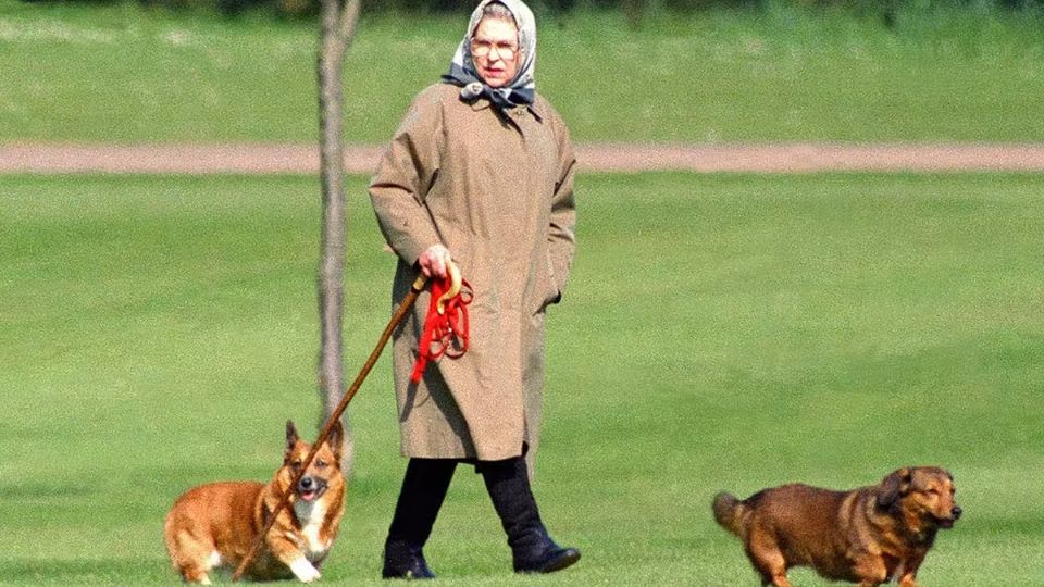 Isabel II cuidaba de sus perros personalmente; ella misma les daba de comer y los sacaba a pasear