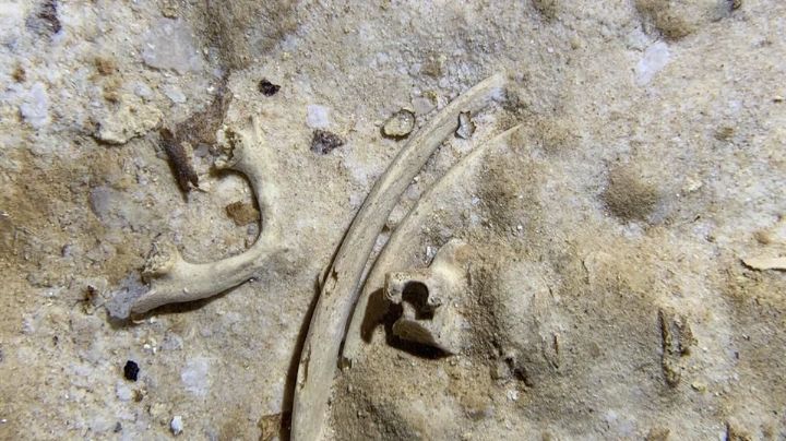 Encuentran fósil humano de 8 mil años durante construcción del Tren Maya