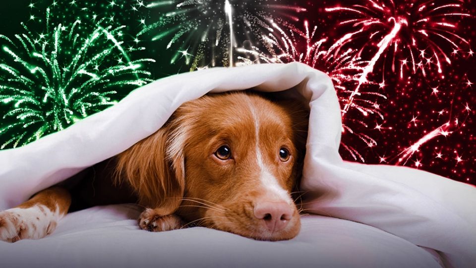 Los cohetes por la celebración de la Independencia de México pueden afectar a tu mascota