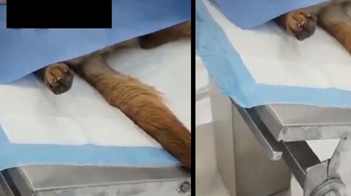 Despiden a Veterinaria por operar a perrita sin anestesia